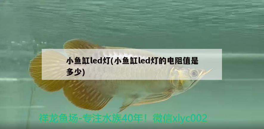 小魚缸led燈(小魚缸led燈的電阻值是多少) 女王大帆魚苗