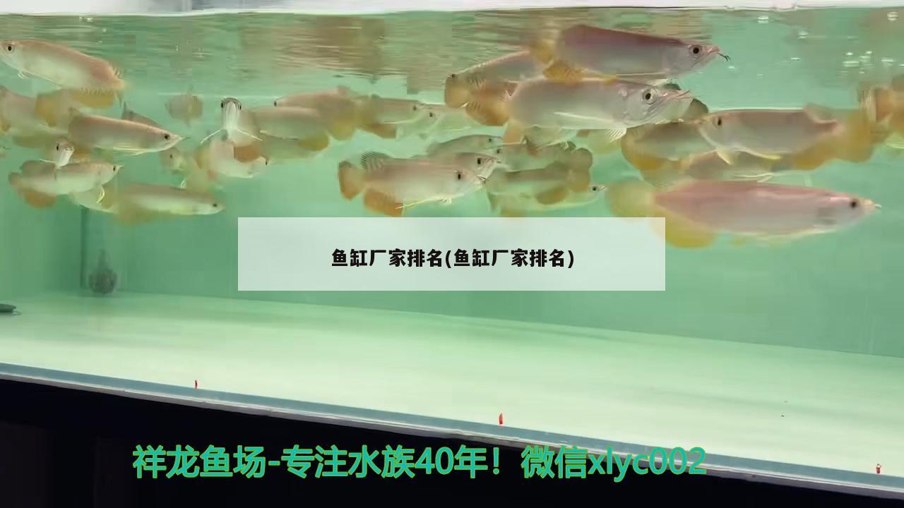 什么牌子龍魚缸質(zhì)量好又便宜好用（什么牌子龍魚缸質(zhì)量好又便宜好用的）