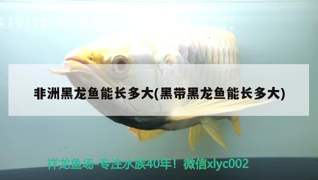 非洲黑龍魚(yú)能長(zhǎng)多大(黑帶黑龍魚(yú)能長(zhǎng)多大) 月光鴨嘴魚(yú)