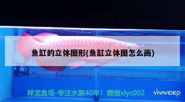 我的水族世界下載（我的水族世界下載破解版） 祥龍金禾金龍魚 第1張