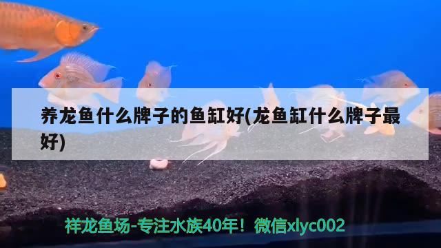 養(yǎng)龍魚什么牌子的魚缸好(龍魚缸什么牌子最好) 肥料