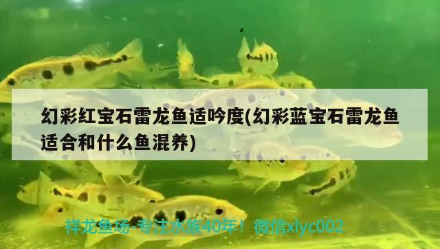 幻彩紅寶石雷龍魚適吟度(幻彩藍寶石雷龍魚適合和什么魚混養(yǎng)) 養(yǎng)魚的好處