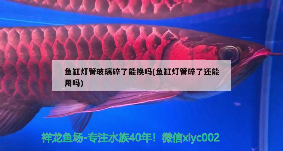 什么牌子龍魚缸質(zhì)量好又便宜好用（什么牌子龍魚缸質(zhì)量好又便宜好用的）