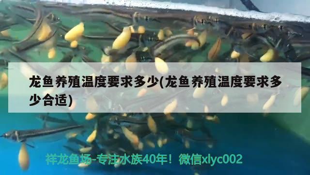 龍魚養(yǎng)殖溫度要求多少(龍魚養(yǎng)殖溫度要求多少合適)