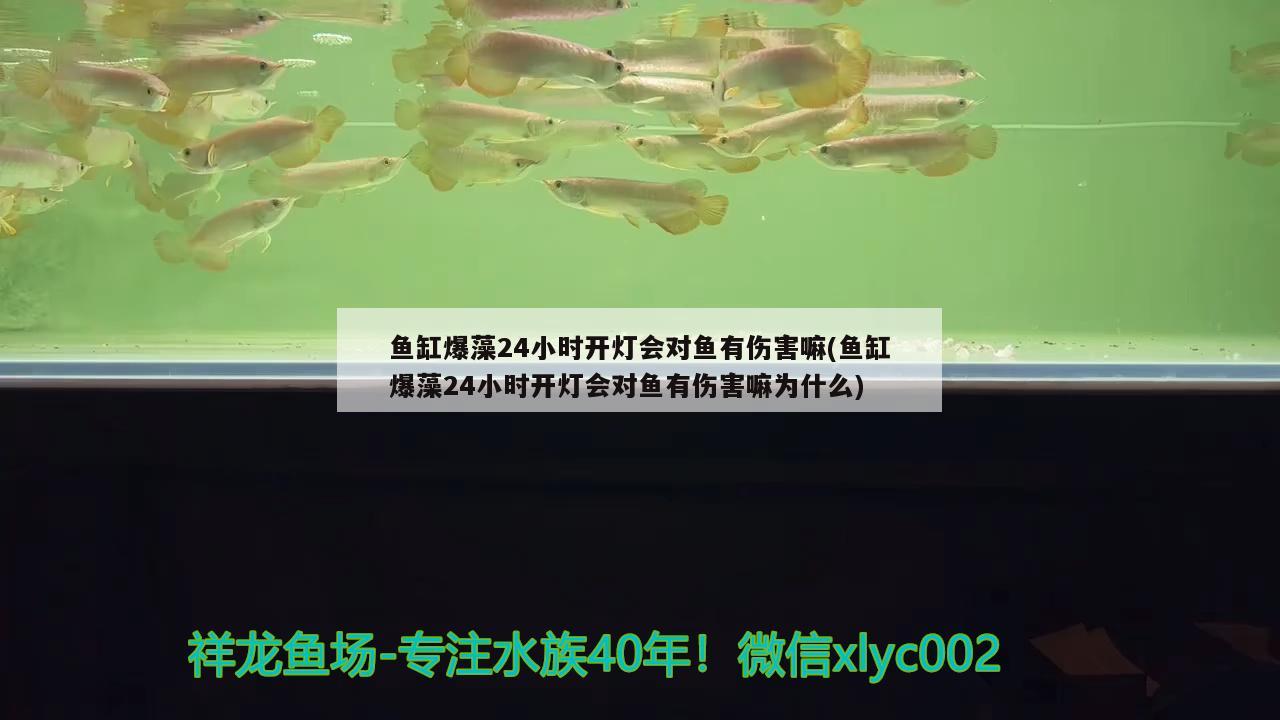 魚缸爆藻24小時開燈會對魚有傷害嘛(魚缸爆藻24小時開燈會對魚有傷害嘛為什么)