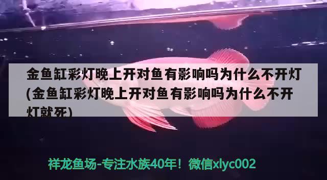 金魚缸彩燈晚上開對魚有影響嗎為什么不開燈(金魚缸彩燈晚上開對魚有影響嗎為什么不開燈就死)