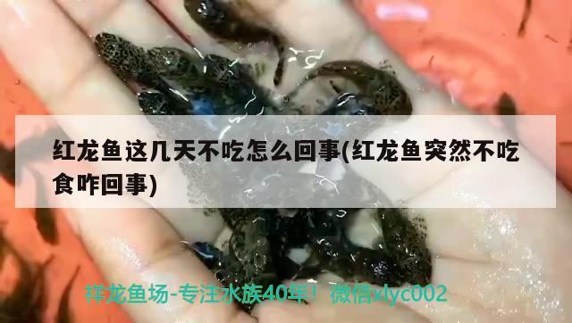 紅龍魚這幾天不吃怎么回事(紅龍魚突然不吃食咋回事)