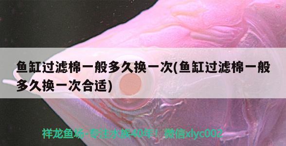 魚缸過濾棉一般多久換一次(魚缸過濾棉一般多久換一次合適) 奈及利亞紅圓點(diǎn)狗頭