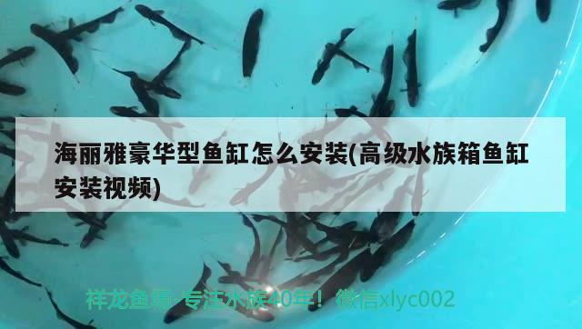 龍魚(yú)和虎魚(yú)打架怎么辦：龍魚(yú)虎魚(yú)打架配條什么魚(yú)會(huì)好