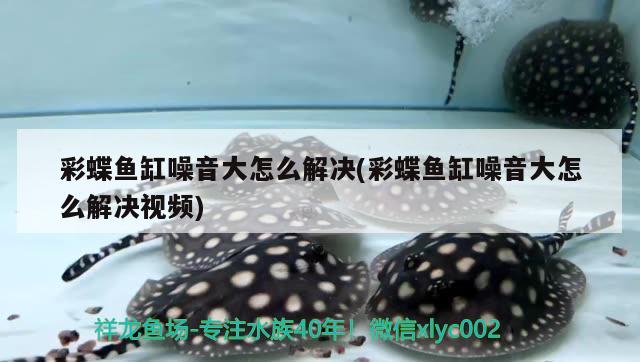 彩蝶魚缸噪音大怎么解決(彩蝶魚缸噪音大怎么解決視頻) 觀賞魚