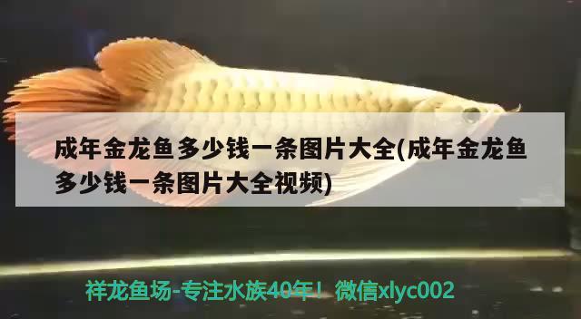 成年金龍魚多少錢一條圖片大全(成年金龍魚多少錢一條圖片大全視頻) 龍魚專用燈