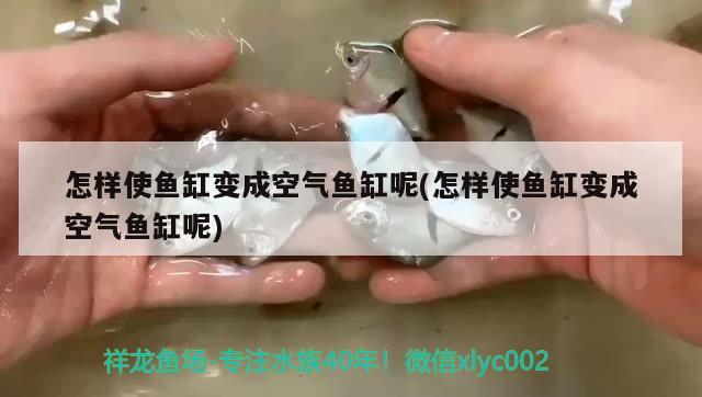 魚缸的氧氣泵用一直開著嗎好嗎（魚缸的氧氣泵用一直開著嗎好嗎視頻）