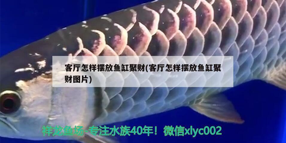 客廳怎樣擺放魚缸聚財(cái)(客廳怎樣擺放魚缸聚財(cái)圖片)