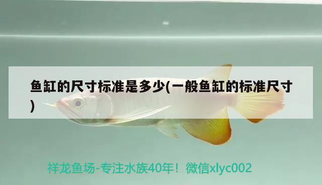 2020年鞍山觀賞魚(yú)市場(chǎng)幾點(diǎn)開(kāi)市呢 2020年鞍山觀賞魚(yú)市場(chǎng)幾點(diǎn)開(kāi)市呢視頻 祥龍龍魚(yú)專用水族燈 第2張