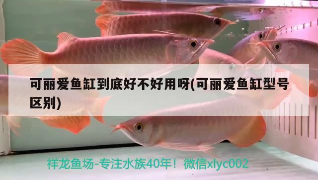 可麗愛魚缸到底好不好用呀(可麗愛魚缸型號(hào)區(qū)別)