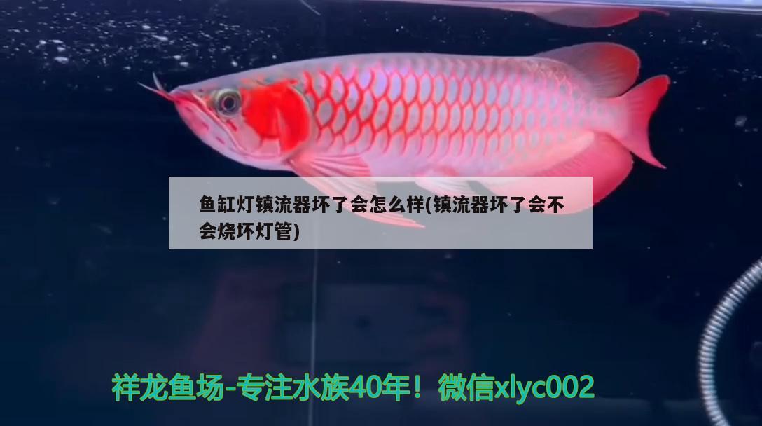 魚缸燈鎮(zhèn)流器壞了會怎么樣(鎮(zhèn)流器壞了會不會燒壞燈管) 祥龍魚場品牌產(chǎn)品