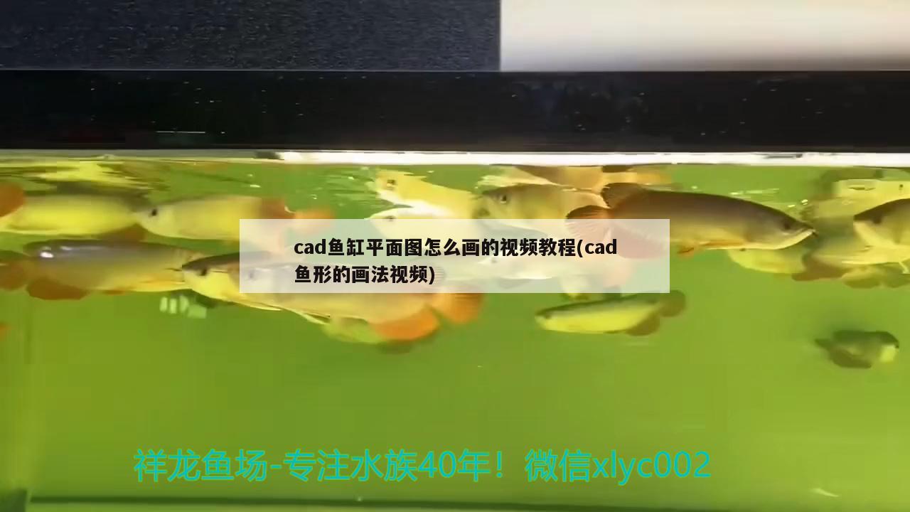 cad魚缸平面圖怎么畫的視頻教程(cad魚形的畫法視頻) 黑影道人魚