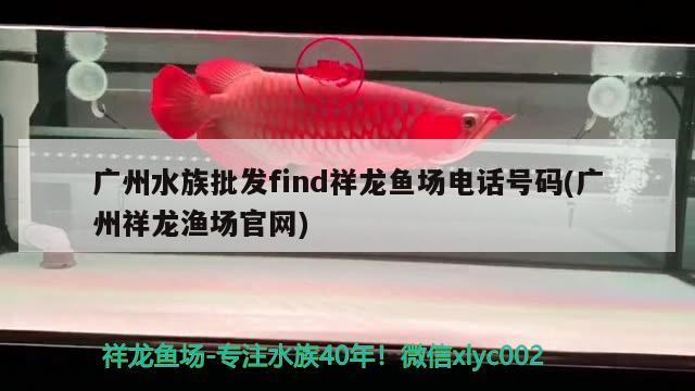 東莞求購泰虎 泰國虎魚 第2張