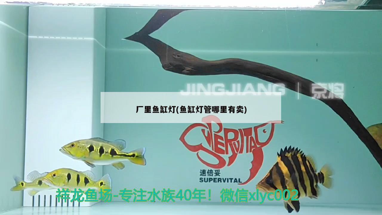 孔雀雜袍能出好魚嗎，雜交孔雀魚會出極品嗎