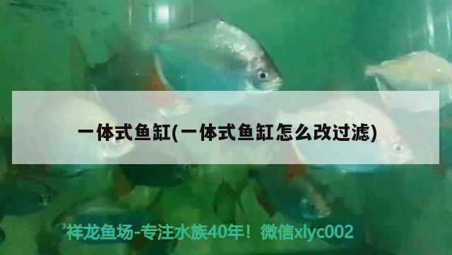 小魚(yú)品牌魚(yú)缸怎么樣(小魚(yú)品牌魚(yú)缸怎么樣啊) 赤荔鳳冠魚(yú) 第2張