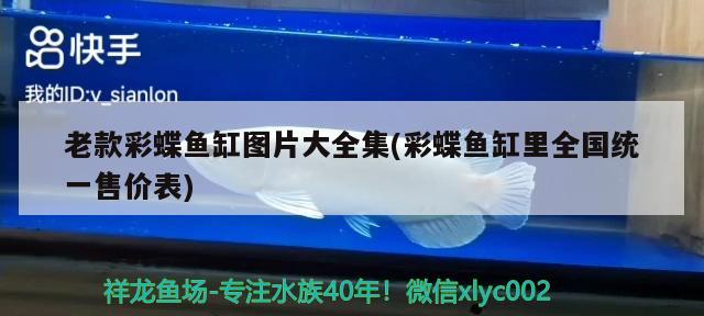 9月1記錄紅龍到家8天 豹紋夫魚苗 第1張