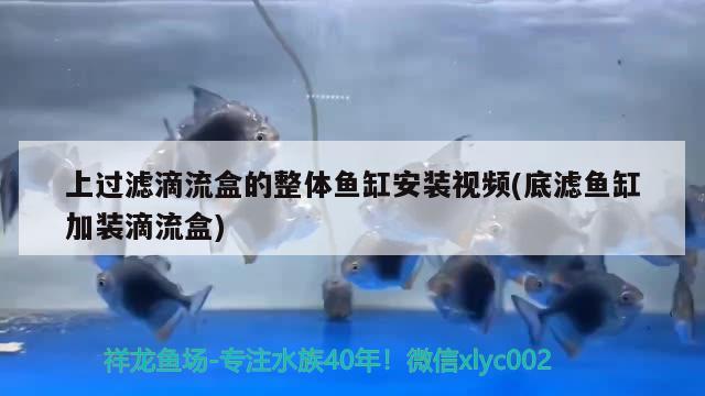 包含魚(yú)缸納米磚怎么用的視頻的詞條 觀賞魚(yú)百科 第5張