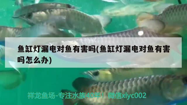 魚缸燈漏電對魚有害嗎(魚缸燈漏電對魚有害嗎怎么辦) 黑桃A魚