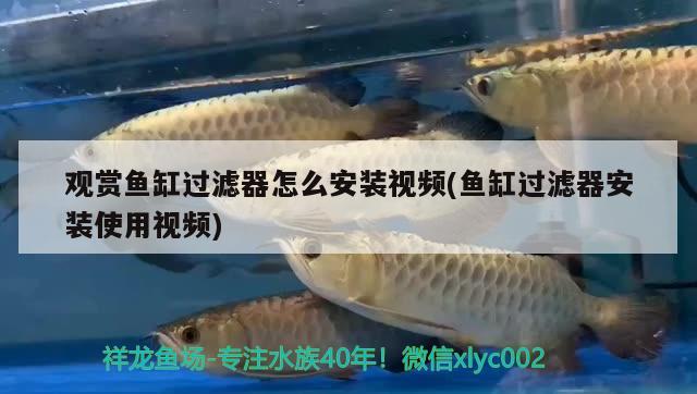 觀賞魚缸過濾器怎么安裝視頻(魚缸過濾器安裝使用視頻)