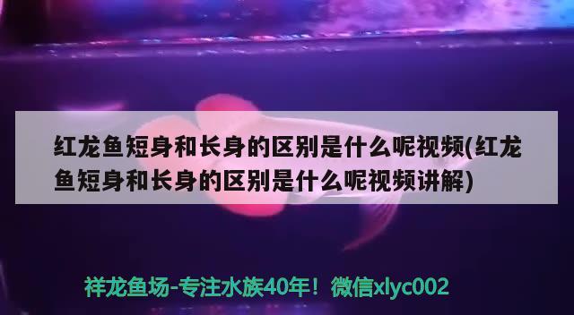 紅龍魚短身和長身的區(qū)別是什么呢視頻(紅龍魚短身和長身的區(qū)別是什么呢視頻講解)