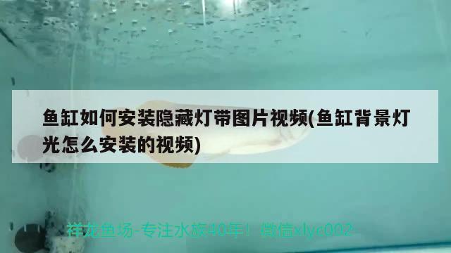 魚缸如何安裝隱藏?zé)魩D片視頻(魚缸背景燈光怎么安裝的視頻)