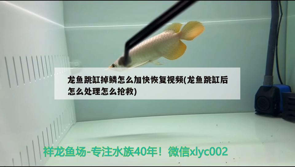 龍魚跳缸掉鱗怎么加快恢復(fù)視頻(龍魚跳缸后怎么處理怎么搶救)