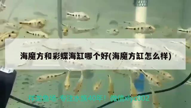 海魔方和彩蝶海缸哪個(gè)好(海魔方缸怎么樣) 超血紅龍魚