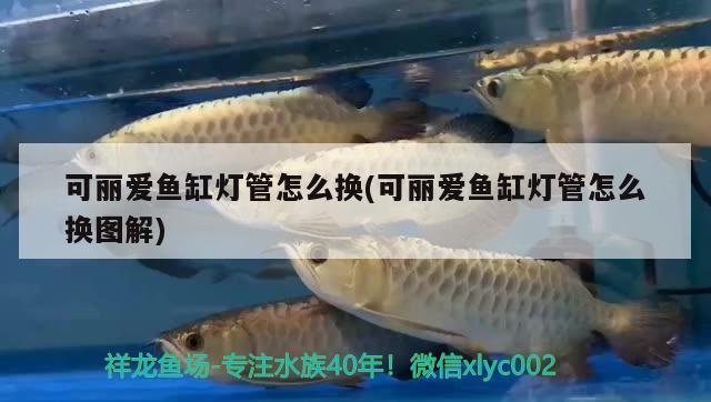 可麗愛魚缸燈管怎么換(可麗愛魚缸燈管怎么換圖解) 紅眼黃化幽靈火箭魚|皇家火箭魚