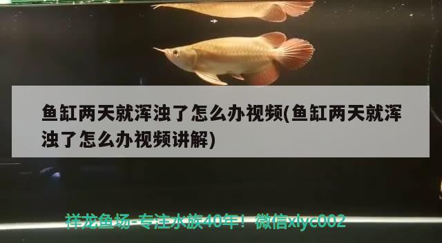 魚缸兩天就渾濁了怎么辦視頻(魚缸兩天就渾濁了怎么辦視頻講解)