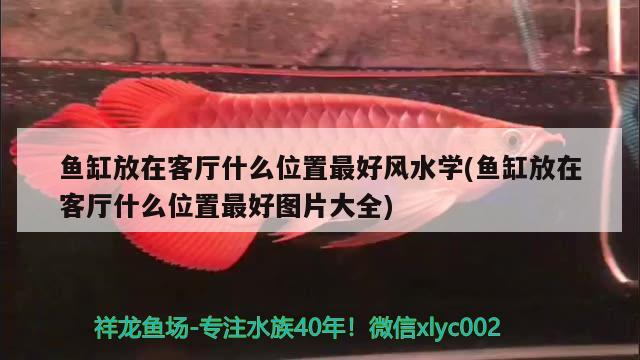 魚(yú)缸放在客廳什么位置最好風(fēng)水學(xué)(魚(yú)缸放在客廳什么位置最好圖片大全)