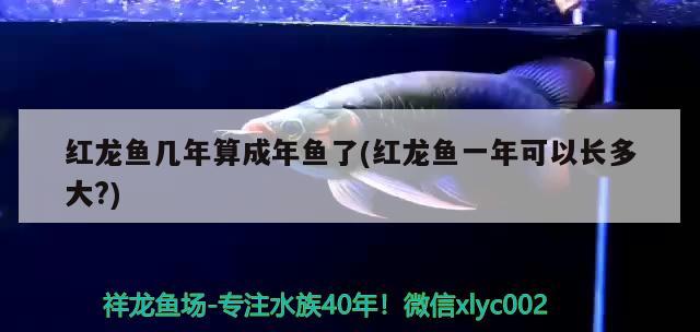 紅龍魚幾年算成年魚了(紅龍魚一年可以長多大?) 赤焰中國虎魚