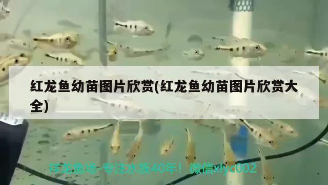 紅龍魚幼苗圖片欣賞(紅龍魚幼苗圖片欣賞大全)