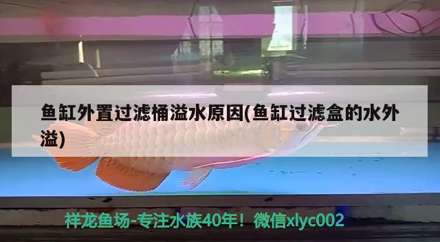 魚缸外置過濾桶溢水原因(魚缸過濾盒的水外溢) 朱巴利魚苗