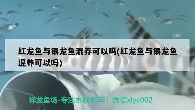 紅龍魚與銀龍魚混養(yǎng)可以嗎(紅龍魚與銀龍魚混養(yǎng)可以嗎)