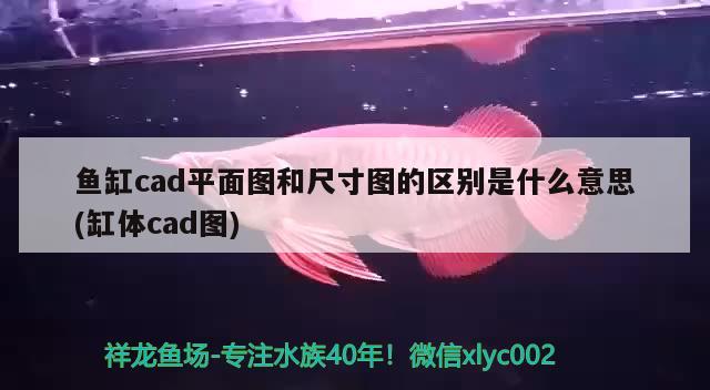 養(yǎng)錦鯉你到了哪個(gè)階段？ 巴西亞魚