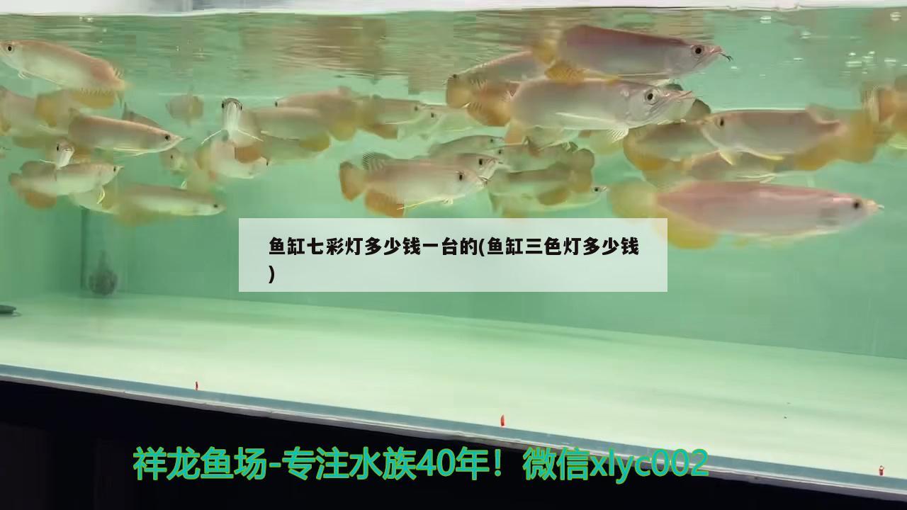 魚缸七彩燈多少錢一臺的(魚缸三色燈多少錢) 廣州觀賞魚批發(fā)市場