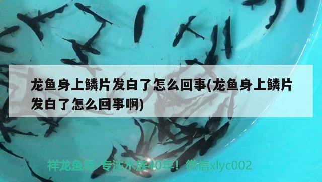 龍魚身上鱗片發(fā)白了怎么回事(龍魚身上鱗片發(fā)白了怎么回事啊)