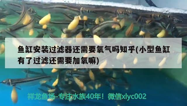 魚缸安裝過濾器還需要氧氣嗎知乎(小型魚缸有了過濾還需要加氧嘛) 翡翠鳳凰魚