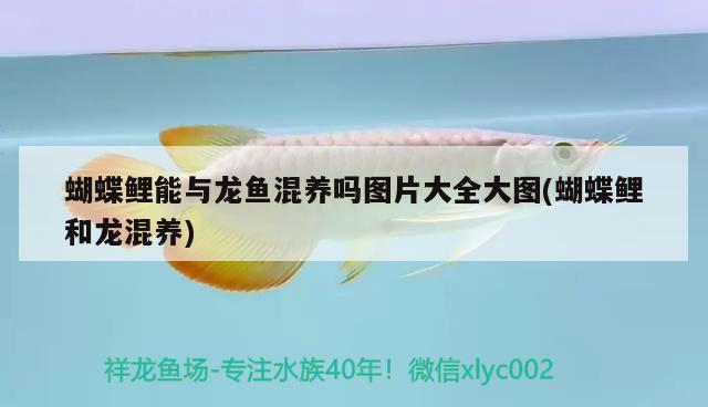 大白魚觀賞魚怎么養(yǎng)活？詳細指南與技巧，大白魚觀賞魚怎么養(yǎng)活詳細指南與技巧大白魚水質(zhì)管理 元寶鯽 第3張