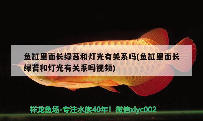 魚(yú)缸里面長(zhǎng)綠苔和燈光有關(guān)系嗎(魚(yú)缸里面長(zhǎng)綠苔和燈光有關(guān)系嗎視頻)