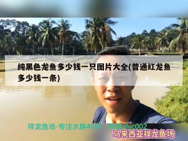 金魚長的快嗎，鯽魚多久可以長大？，金魚長的快嗎，多久可以長大 紅尾平克魚 第1張