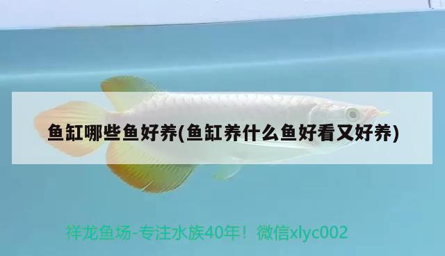 魚缸哪些魚好養(yǎng)(魚缸養(yǎng)什么魚好看又好養(yǎng))