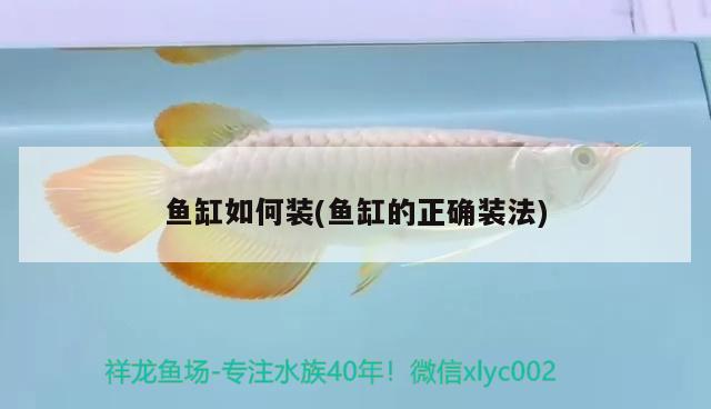 魚缸如何裝(魚缸的正確裝法) 海象魚