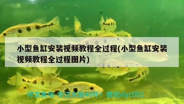 南寧最大觀賞魚市場(chǎng)地址電話號(hào)碼 南寧批發(fā)魚市場(chǎng)在哪 印尼虎苗