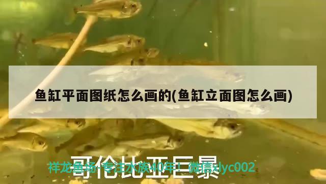 魚缸平面圖紙怎么畫的(魚缸立面圖怎么畫)